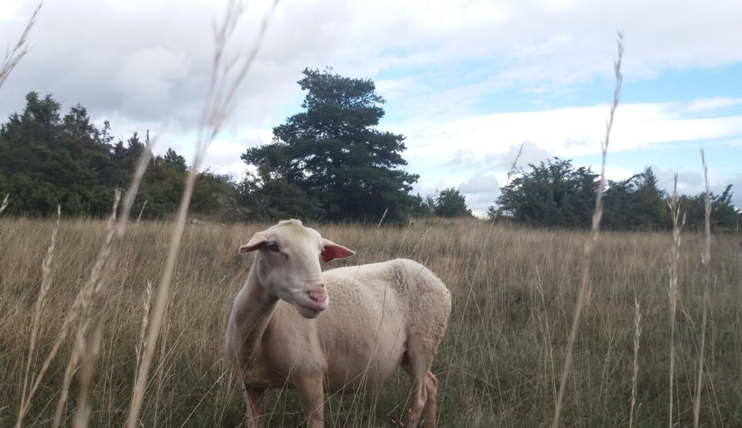 Larzac!