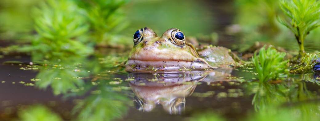 Le bal des amphibiens