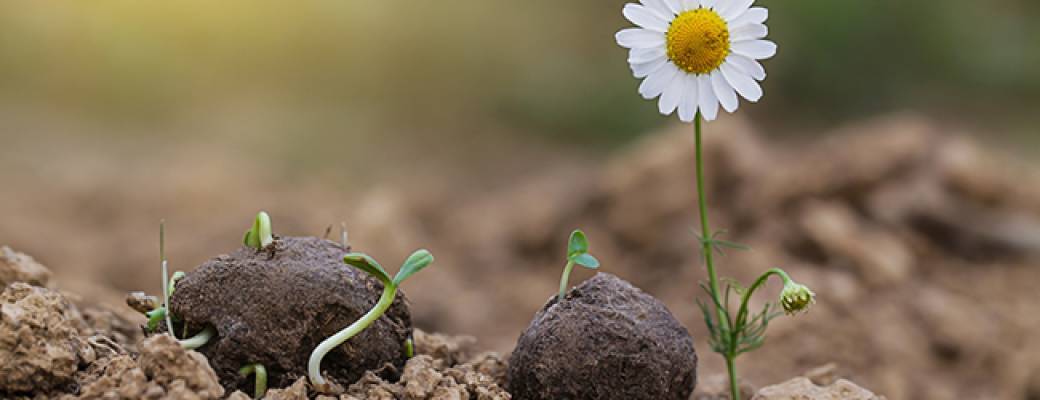 Le printemps à la ferme