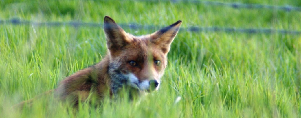 Le renard amoureux 