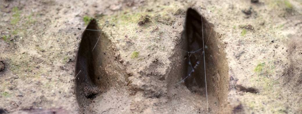 Les mercredis de la débrouille #5 Sur la piste des animaux de la forêt