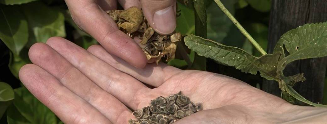 Les mercredis de la débrouille #7 Donnez une nouvelle vie aux plantes !