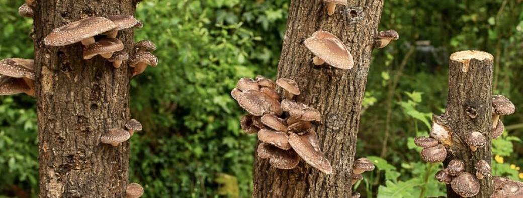 Les mercredis de la débrouille #8 Culture de champignons sur bois frais