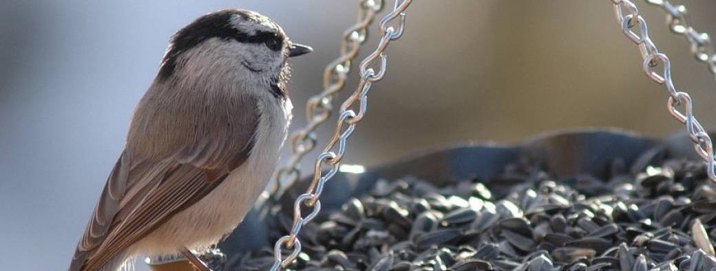 Les mercredis de la débrouille #9 Nourrisons les oiseaux