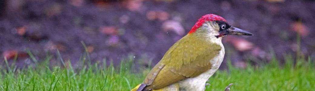 Les oiseaux de nos jardins se racontent