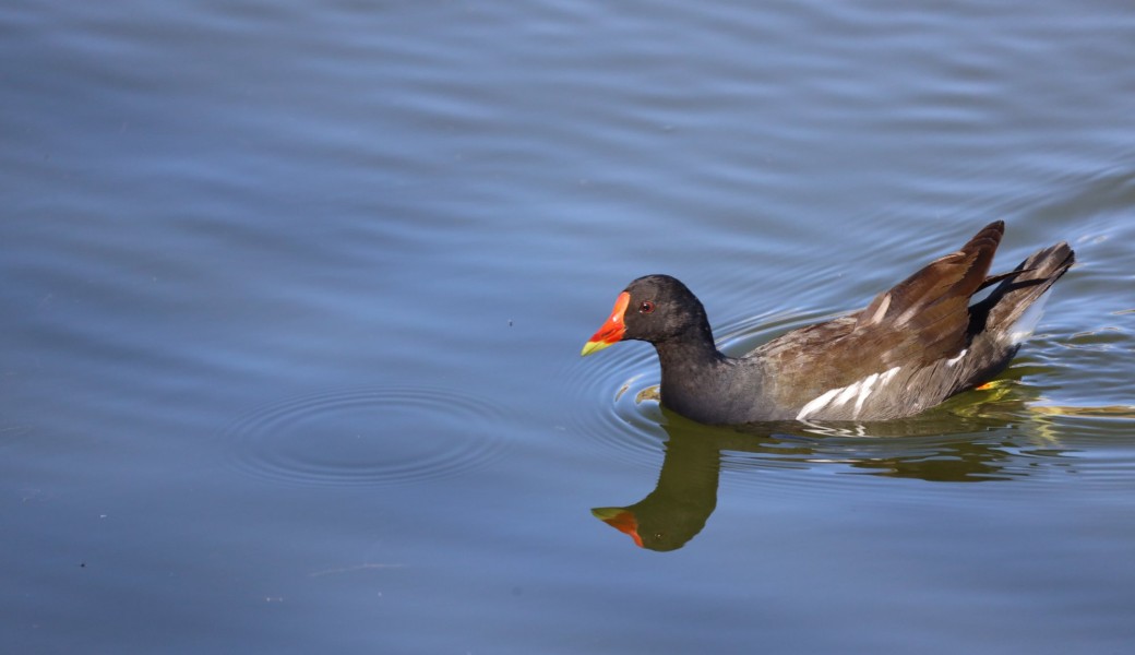 Les oiseaux hivernants de la vallée de la Ganzeville 