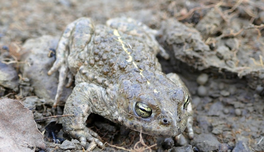 Nuit des amphibiens 