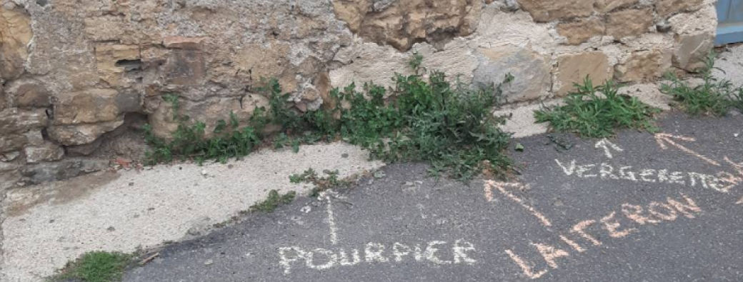 Plantes sauvages des murs et des trottoirs