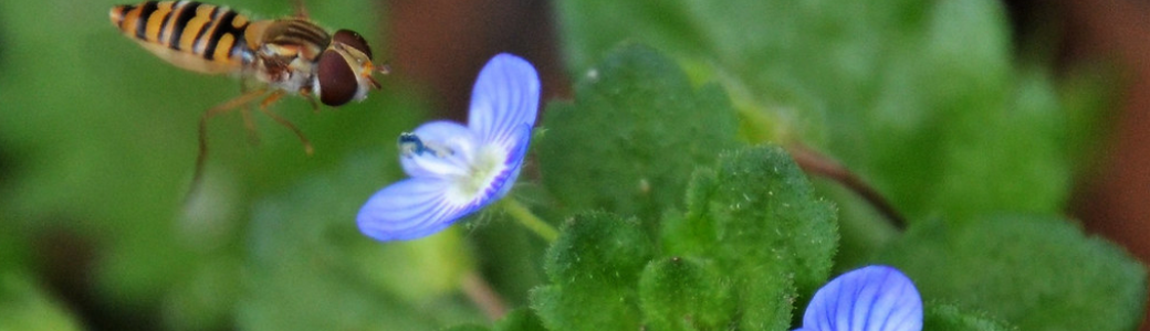 Plantons des fleurs pour les pollinisateurs