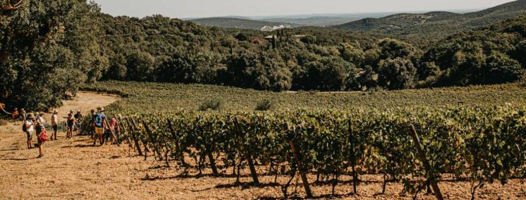 Promenade vigneronne