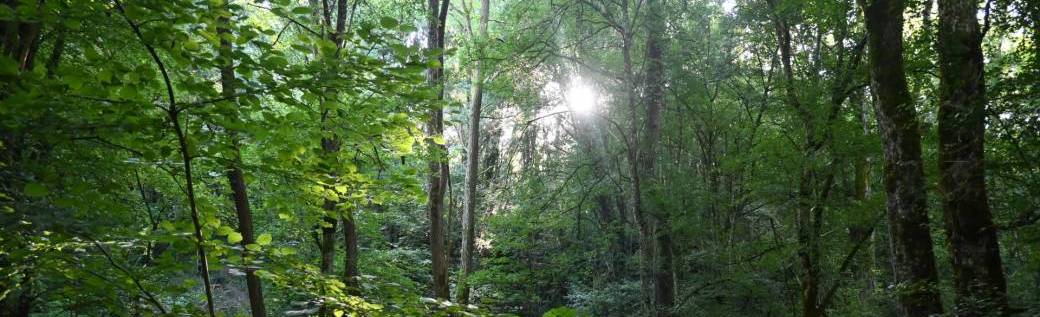 Séjour d'immersion en forêt - adultes