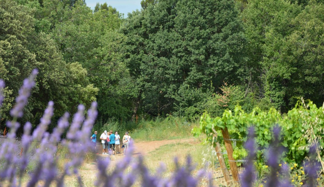 Sentier Vigneron Coquillade