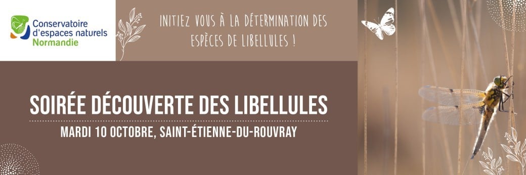 Soirée découverte des libellules