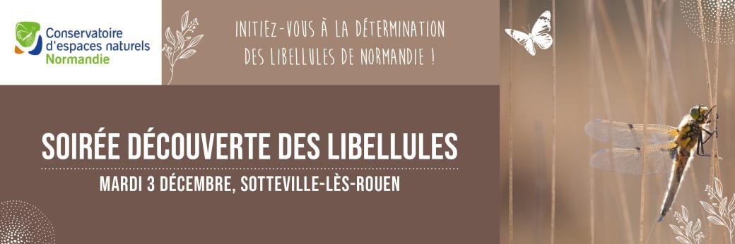 Soirée découverte des libellules