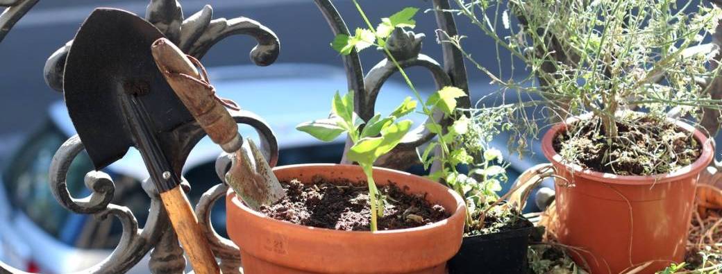 Soirée écologie :  atelier jardinage