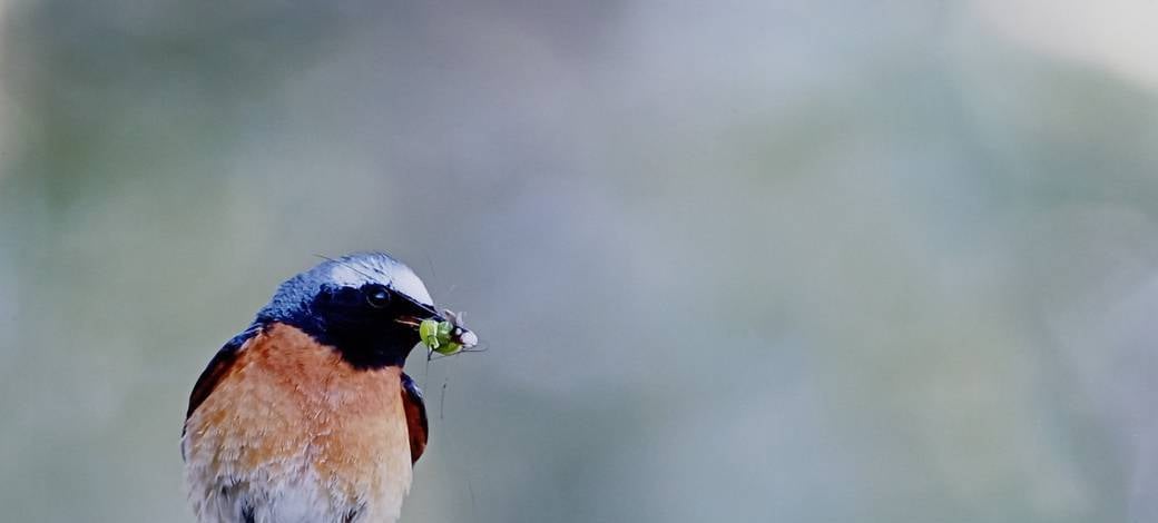 Sortie ornithologie A la découverte des oiseaux