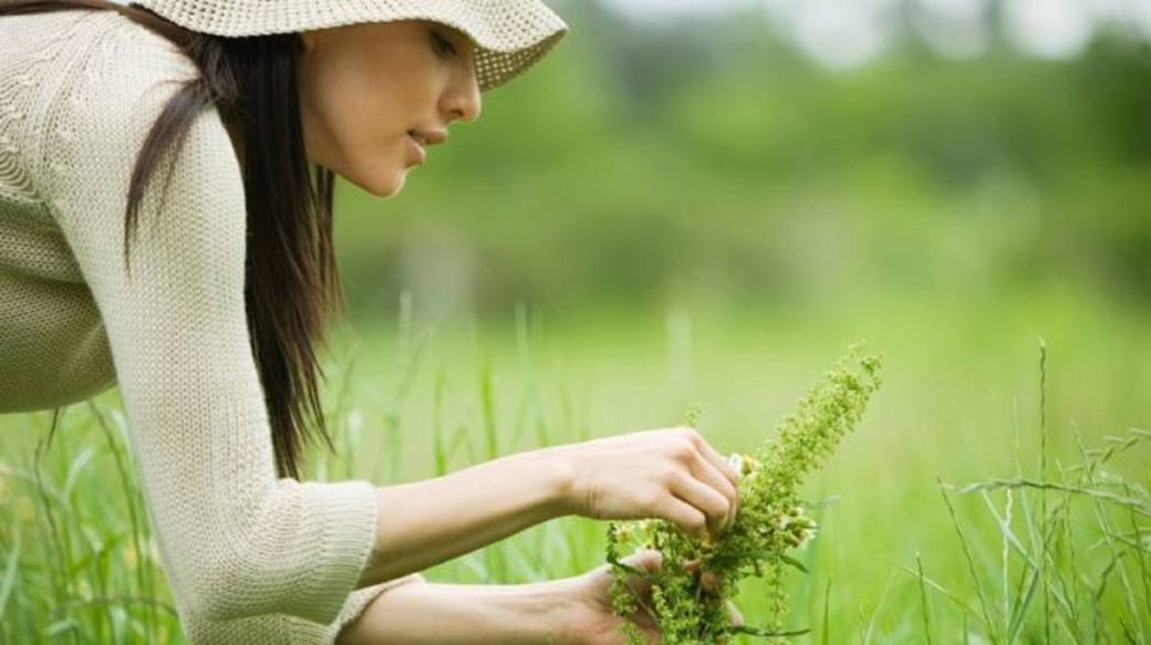 Tickets : Stage “mon Baptême Sauvage” (pour Débuter Avec Les Plantes 