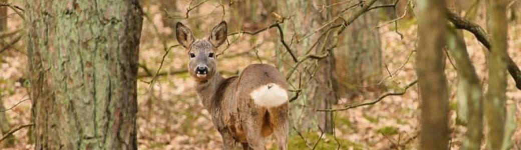 Sur les traces des animaux de nos forêts