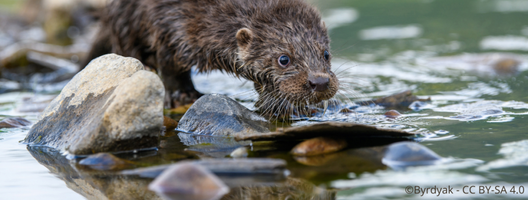 Sur les traces de la Loutre