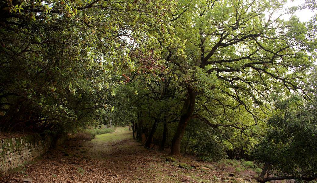 UN PARC FORESTIER PAS COMME LES AUTRES