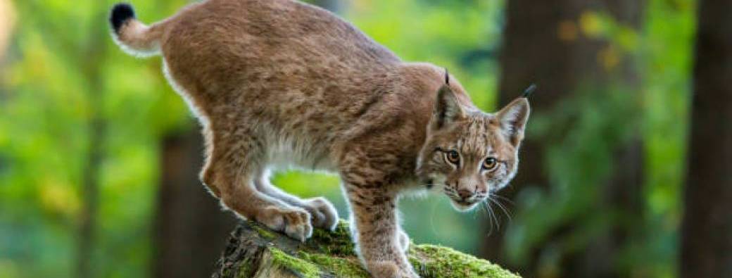 Vacances au musée - "Parcours Lynx"