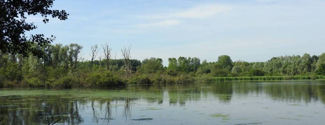 Visite "Découverte des marais d’Harchies" 