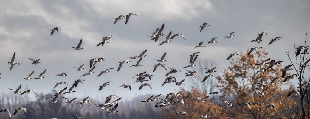 Visite "Les oiseaux hivernants des marais d’Harchies" 