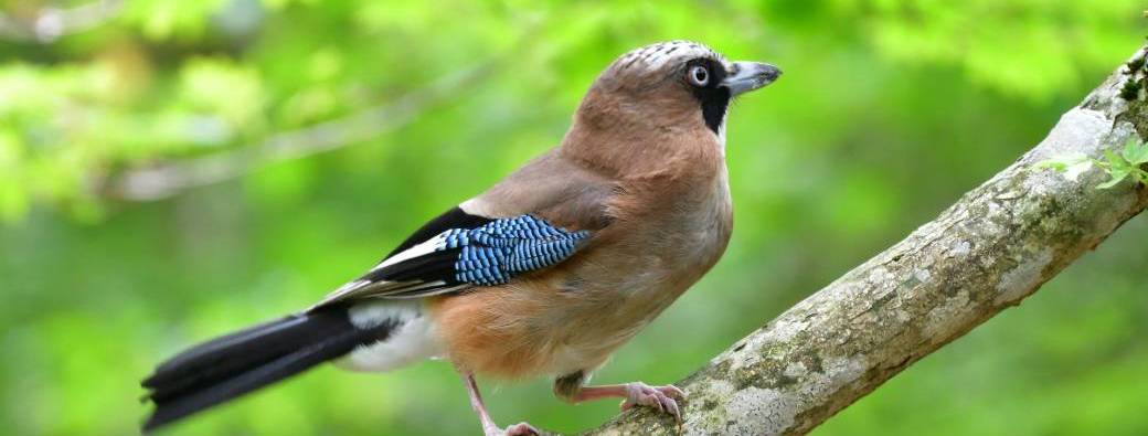 COMPLET WE du bois - Initiation ludique aux chants d’oiseaux