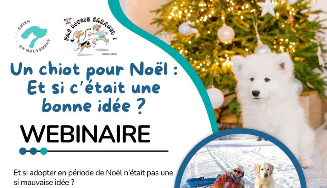 Webinaire : Un chiot à Noël et si c'était une bonne idée?