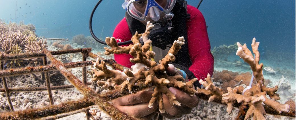 YAF KERU – Restauration corallienne avec et pour les populations de l’archipel des Raja Ampat