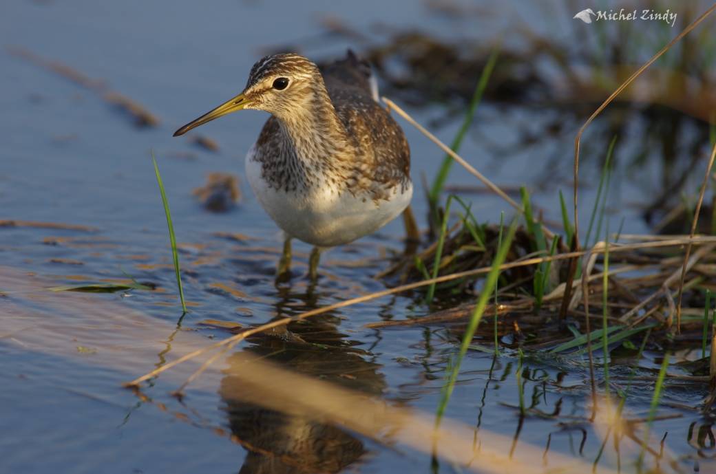 Euros : des oiseaux orneront-ils nos futurs billets ? 